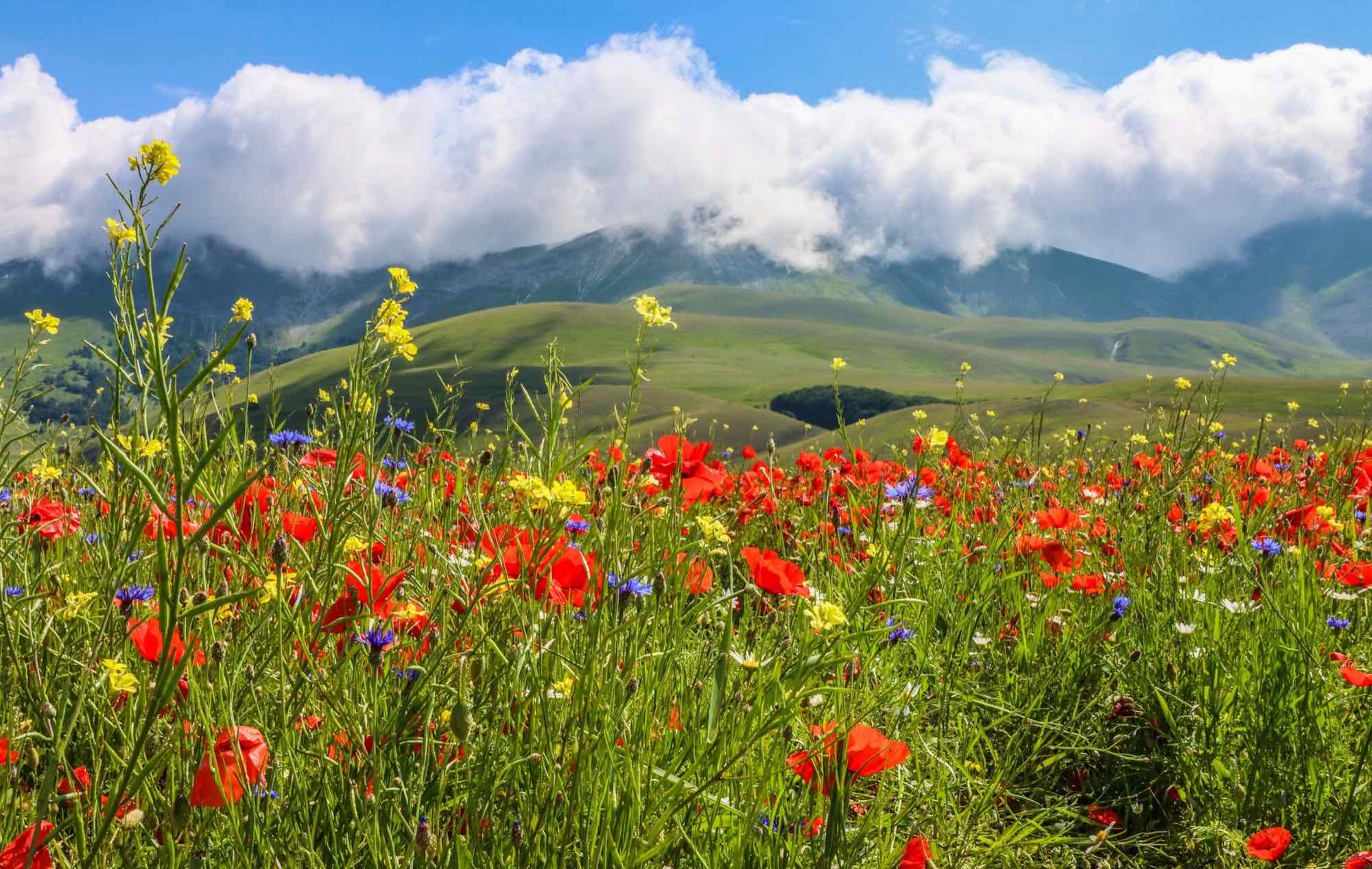 Red poppies, cornflowers and yellow wildflowers before the green hills of Castelluccio, Umbria